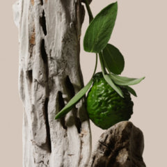 Driftwood - Trio